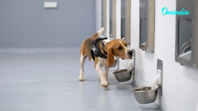 Can Dogs Detect Cancer? Bengaluru Startup Combines AI And Canine Scent Detection With Promising Results