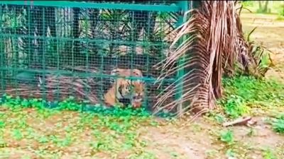 Tiger Found Trapped in Farm Near Nagarahole Buffer Zone in Hunsur After Weeks of Sightings