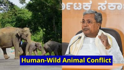 ಮಾನವ-ಕಾಡುಪ್ರಾಣಿ ಸಂಘರ್ಷ ತಡೆಗೆ ವೈಜ್ಞಾನಿಕ ಪರಿಹಾರಕ್ಕೆ ಸಿದ್ದರಾಮಯ್ಯ ಸೂಚನೆ: ಅವು ಯಾವುವು?