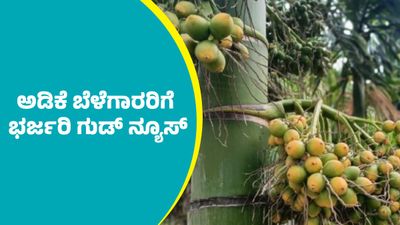 Arecanut Price: ಕ್ವಿಂಟಾಲ್‌ ಅಡಿಕೆ ಧಾರಣೆ ಮತ್ತೆ 60,000 ರೂಪಾಯಿ ಸಮೀಪದತ್ತ: ಇಲ್ಲಿದೆ ಡಿಸೆಂಬರ್ 25ರ ದರಪಟ್ಟಿ