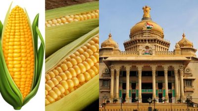 Maize Price: ಮೆಕ್ಕೆಜೋಳ ಖರೀದಿ ಬಗ್ಗೆ ಸಚಿವ ಸಂಪುಟ ಸಭೆಯಲ್ಲಿ ಮಹತ್ವದ ನಿರ್ಧಾರ!