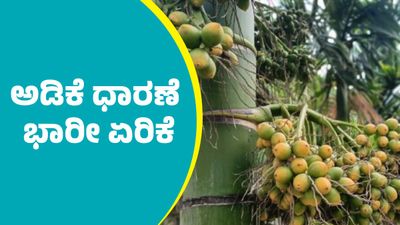 Arecanut Price: ಕ್ವಿಂಟಾಲ್‌ ಅಡಿಕೆ ಧಾರಣೆ ಭರ್ಜರಿ ಏರಿಕೆ: ಇಲ್ಲಿದೆ ಜನವರಿ 5ರ ದರಪಟ್ಟಿ 
