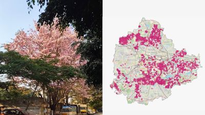 Viral: ಸಿಲಿಕಾನ್ ಸಿಟಿಯ ಟಬಿಬಿಯಾ ಹೂಗಳ ಟ್ರ್ಯಾಕ್ ಮಾಡಲು 'ಬೆಂಗಳೂರು ಬ್ಲೂಮ್' ಆ್ಯಪ್ ಹೊರತಂದ ಟೆಕ್ಕಿ