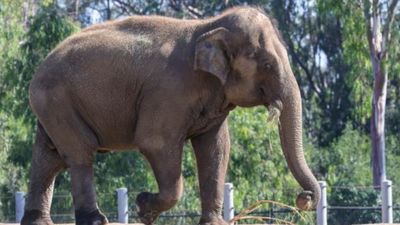 ದಕ್ಷಿಣ ಕನ್ನಡ ವಿಭಾಗಕ್ಕೆ ಆನೆ ಕಾರ್ಯಪಡೆ ಮಂಜೂರು ಮಾಡಿ ರಾಜ್ಯ ಸರ್ಕಾರ ಆದೇಶ