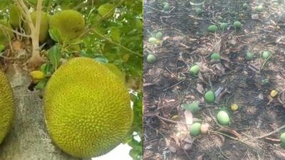 ಆಲಿಕಲ್ಲು ಮಳೆಗೆ ನೆಲಕಚ್ಚಿದ ಮಾವು, ಹಲಸು, ಕಲ್ಲಂಗಡಿ; ಕೈಗೆ ಬಂದ ತುತ್ತು ಬಾಯಿಗಿಲ್ಲ