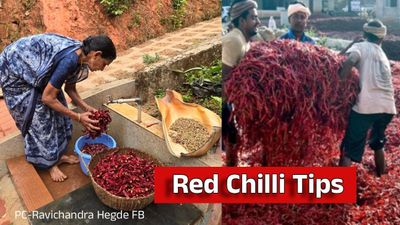 ಒಣ ಮೆಣಸಿನಕಾಯಿ ಬಳಸುವ ಮುನ್ನ ಈ ಕೆಲಸ ಮಾಡಿದ್ದೀರಾ? ಆರೋಗ್ಯ ಕಾಪಾಡಲು ಇಲ್ಲಿದೆ ಸೂಪರ್ ಐಡಿಯಾ