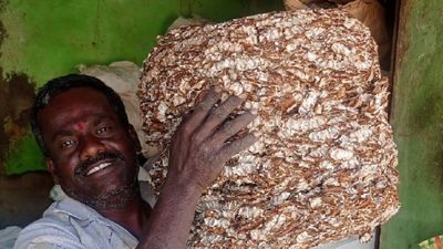Tamarind Cultivation: ಹೊಸಪೇಟೆ ಹುಣಸೆ ಘಟಕಕ್ಕೆ ವಿಶ್ವಬ್ಯಾಂಕ್ ಉನ್ನತ ಮಟ್ಟದ ತಂಡ ಭೇಟಿ, ರೈತರಿಗೆ ಗುಡ್‌ನ್ಯೂಸ್ ನಿರೀಕ್ಷೆ