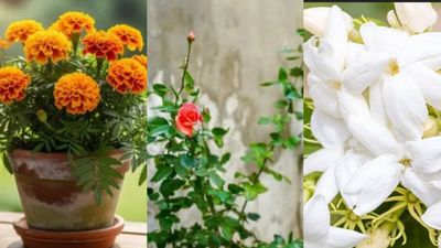 Vastu Plants: ಮನೆಯಲ್ಲೇ ಐಶ್ವರ್ಯ ಹೆಚ್ಚಿಸಬೇಕಾ? ಈ 5 ಸಸ್ಯಗಳನ್ನು ಬೆಳೆಸಿ