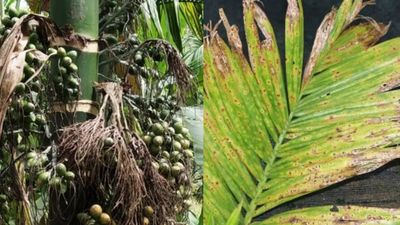 Arecanut: ಎಲೆಚುಕ್ಕೆ ರೋಗ ವಿರುದ್ಧ ಹೋರಾಟ:  ಯಶಸ್ಸಿನತ್ತ ಪ್ರಾತ್ಯಕ್ಷಿಕತೆ, ಪ್ರಾಯೋಗಿಕ ಯೋಜನೆ 