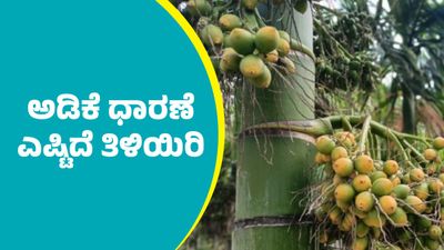  Arecanut Price: ಶಿವಮೊಗ್ಗ ಮಾರುಕಟ್ಟೆಲ್ಲಿ ಕ್ವಿಂಟಾಲ್‌ ಅಡಿಕೆ ಧಾರಣೆ ಎಷ್ಟಿದೆ ಗೊತ್ತಾ? ಇಲ್ಲಿದೆ ಏಪ್ರಿಲ್ 06ರ ದರಪಟ್ಟಿ   