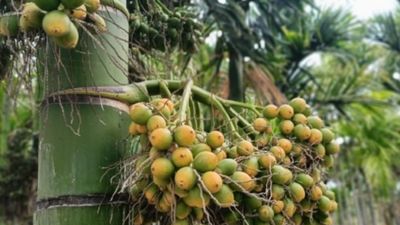 Arecanut Price: ದಾವಣಗೆರೆ ಮಾರುಕಟ್ಟೆಯಲ್ಲಿ ರಾಶಿ ಅಡಿಕೆ ಧಾರಣೆ ಏರಿಕೆ: ಇಲ್ಲಿದೆ ಏಪ್ರಿಲ್‌ 9ರ ದರಪಟ್ಟಿ
