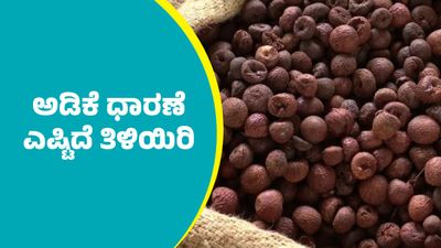 Arecanut Price: ಶಿವಮೊಗ್ಗ ಮಾರುಕಟ್ಟೆಲ್ಲಿ ಕ್ವಿಂಟಾಲ್‌ ಅಡಿಕೆ ಧಾರಣೆ ಎಷ್ಟಿದೆ ಗೊತ್ತಾ? ಇಲ್ಲಿದೆ ಏಪ್ರಿಲ್ 09ರ ದರಪಟ್ಟಿ  