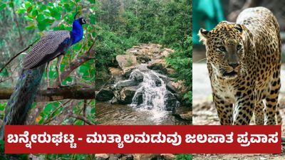 Bengaluru 1 Day Trip: ಯಶವಂತಪುರ - ಬನ್ನೇರುಘಟ್ಟ ರಾಷ್ಟ್ರೀಯ ಉದ್ಯಾನವನ - ಮುತ್ಯಾಲಮಡುವು ಜಲಪಾತ ಪ್ರವಾಸ, ಪ್ಯಾಕೇಜ್ ವಿವರ