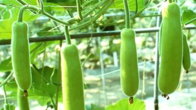 Bottle Gourd Juice: ಬೇಸಿಗೆಯಲ್ಲಿ ದೇಹ ತಂಪಾಗಿಸಬೇಕಾ? ಸೋರೆಕಾಯಿ ಜ್ಯೂಸ್ ಕುಡಿಯಿರಿ