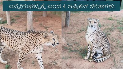 African Cheetahs: ಬೆಂಗಳೂರಿಗೆ ಬಂದಿಳಿದ ನಾಲ್ಕು ಆಫ್ರಿಕನ್ ಚೀತಾಗಳು: ವಿಮಾನ ನಿಲ್ದಾಣದಲ್ಲಿ ಅರಣ್ಯ ಸಚಿವರಿಂದ ಸ್ವಾಗತ