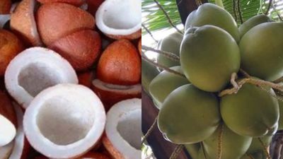 Copra Price: ತಿಪಟೂರು ಕೊಬ್ಬರಿಗೆ ಡಿಮ್ಯಾಂಡೋ.. ಡಿಮ್ಯಾಂಡ್, ವಾರದ ಅವಧಿಯಲ್ಲಿ ಮೂರು ಬಾರಿ ದಾಖಲೆಯ ಏರಿಕೆ