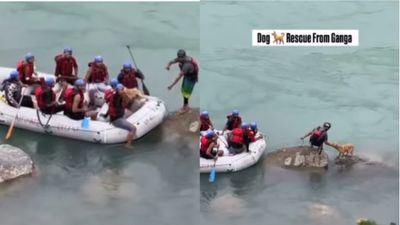 Viral Video: ಗಂಗಾ ನದಿಯ ನಡುಗಡ್ಡೆಯಲ್ಲಿ ಸಿಲುಕಿದ್ದ ಶ್ವಾನವನ್ನು ರಕ್ಷಿಸಿದ ರ್ಯಾಫ್ಟಿಂಗ್ ಆಪರೇಟರ್, ನೆಟ್ಟಿಗರಿಂದ ಮೆಚ್ಚುಗೆ