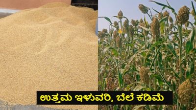 Jowar Price: ಕರ್ನಾಟಕದ ಮಾರುಕಟ್ಟೆಗಳಲ್ಲಿ ಜೋಳದ ದರ ಏರಿಳಿತ; ಇಲ್ಲಿದೆ ಜಿಲ್ಲಾವಾರು ಬೆಲೆ ಪಟ್ಟಿ