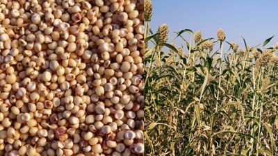 Jowar Price 2026: ಬೆಂಗಳೂರು ಸೇರಿ ರಾಜ್ಯದಲ್ಲಿ ಜೋಳದ ಬೆಲೆ ಎಷ್ಟಿದೆ? ದರಪಟ್ಟಿ