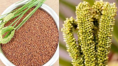 Ragi Price Today: ಕರ್ನಾಟಕದ ಮಾರುಕಟ್ಟೆಗಳಲ್ಲಿ ಇಂದಿನ 