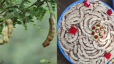 Tamarind: ಅಡುಗೆ ಮನೆಯಿಂದ ಅರಣ್ಯದವರೆಗೆ ಹುಣಸೆ ಹಣ್ಣಿನದ್ದೇ ಹವಾ