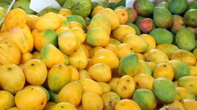 Mangoes: ಮಾವಿನ ಹಣ್ಣಿನ ಸಿಹಿ ಮತ್ತು ತಾಜಾತನ ಉಳಿಸಬೇಕಾ, ಈ ವಿಧಾನಗಳು ಉಪಯುಕ್ತ