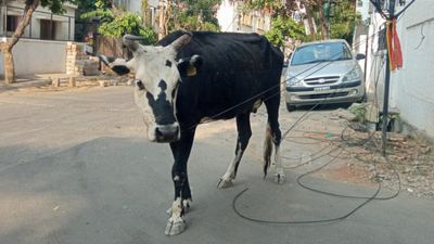 ಬೆಂಗಳೂರಿನಲ್ಲಿ ರಸ್ತೆ ಬದಿ ಮಲಗಿದ್ದ ಹಸುವಿನ ಮೇಲೆ ಲೈಂಗಿಕ ದೌರ್ಜನ್ಯ; ಸಿಸಿಟಿವಿಯಲ್ಲಿ ವಿಕೃತನ ಕೃತ್ಯ ಸೆರೆ