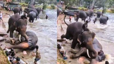 ಕಣ್ಣೆದುರೇ ಹೆಂಡತಿ ಪ್ರಾಣ ಹೋಯ್ತು: ಕೊಡಗಿನ ದುಬಾರೆ ಶಿಬಿರದ ಆನೆಗಳ ಕಾದಾಟದಲ್ಲಿ ಪ್ರವಾಸಿ ಮಹಿಳೆ ಸಾವು, ಕಣ್ಣೀರಿಟ್ಟ ಪತಿ