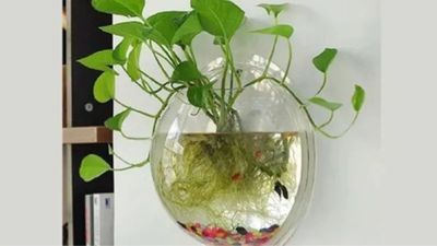 Lucky Plant Care: ಮನೆಯಲ್ಲೇ ನೀರಿನಲ್ಲಿ ಮನಿ ಪ್ಲಾಂಟ್‌ ಬೆಳೆಸಲು ಈ ಟಿಪ್ಸ್‌ ಉಪಯೋಗಿಸಿ