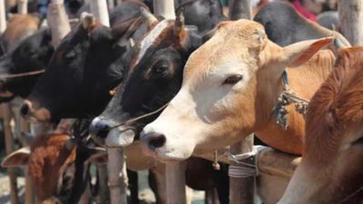 Bakrid: ಮದ್ರಾಸ್ ಹೈಕೋರ್ಟ್ ಮಹತ್ವದ ಆದೇಶ: ತಮಿಳುನಾಡಿನಲ್ಲಿ ಗೋಹತ್ಯೆಗೆ ನಿಷೇಧಕ್ಕೆ ಸೂಚನೆ