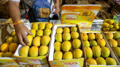 Mango: ಭಾರತದ ಮಾವು ನಮಗೆ ಬೇಡ ಎಂದ ಜಪಾನ್; ಈ ಕಾರಣಕ್ಕೆ 20 ವರ್ಷಗಳಲ್ಲೇ ಮೊದಲ ಬಾರಿಗೆ ರಫ್ತು ನಿಷೇಧ