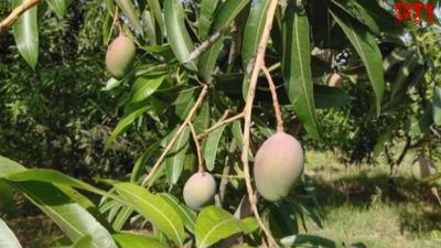 Miyazaki Mango: ‘ಮರದ ಕೆಳಗೇ ಮಲಗುತ್ತೇನೆ' ₹3 ಲಕ್ಷ ಮೌಲ್ಯದ ಮಾವಿಗೆ ರೈತನ ಕಾವಲು
