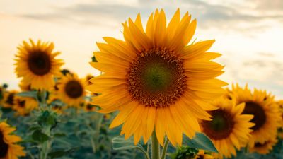 Sunflower: ಕರ್ನಾಟಕದ ಸೂರ್ಯಕಾಂತಿ ಬೆಳೆಗಾರರಿಗೆ ಗುಡ್‌ನ್ಯೂಸ್: ಬೆಂಬಲ ಬೆಲೆಯಲ್ಲಿ 9023 MT ಖರೀದಿಗೆ ಒಪ್ಪಿಗೆ 