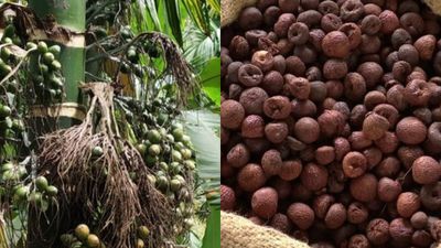 Arecanut Price: ಶಿವಮೊಗ್ಗ ಮಾರುಕಟ್ಟೆಯಲ್ಲಿ ಅಡಿಕೆ ಧಾರಣೆ ಎಷ್ಟಿದೆ? ಇಲ್ಲಿದೆ ಜೂನ್‌ 12ರ ದರಪಟ್ಟಿ
