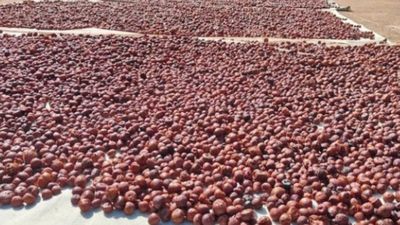Arecanut Price Today: ಶಿವಮೊಗ್ಗ ಮಾರುಕಟ್ಟೆಯಲ್ಲಿ ಅಡಿಕೆ ಧಾರಣೆ ಎಷ್ಟಿದೆ? ಇಲ್ಲಿದೆ ಜೂನ್ 16ರ ದರಪಟ್ಟಿ