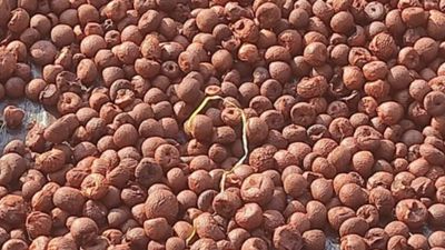 Arecanut Price Today: ಶಿವಮೊಗ್ಗ ಮಾರುಕಟ್ಟೆಯಲ್ಲಿ ಅಡಿಕೆ ಧಾರಣೆ ಎಷ್ಟಿದೆ? ಇಲ್ಲಿದೆ ಜೂನ್ 18ರ ದರಪಟ್ಟಿ