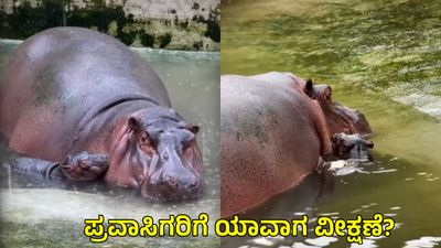 ಬೆಂಗಳೂರು ಬನ್ನೇರುಘಟ್ಟ ಪಾರ್ಕ್‌ನಲ್ಲಿ ಹೊಸ ಅತಿಥಿ ಆಗಮನ, 'ದಶ್ಯಾ'ಗೆ ಮರಿ ಹಿಪ್ಪೋ ಜನನ, ಪ್ರವಾಸಿಗರಿಗೆ ಯಾವಾಗ ವೀಕ್ಷಣೆ?