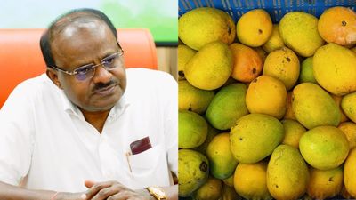 Mango: ನಷ್ಟಕ್ಕೆ ಸಿಲುಕಿರುವ ಮಾವು ಬೆಳೆಗಾರರ ರಕ್ಷಣೆಗೆ ನಿಂತ ಹೆಚ್.ಡಿ.ಕುಮಾರಸ್ವಾಮಿ: ಕೇಂದ್ರದಿಂದ ಸಿಗಲಿದ್ಯಾ ಸಿಹಿ?
