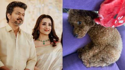Trisha: ಟ್ರೋಲಿಗರಿಗೆ ನಾಯಿ ಫೋಟೋ ಹಾಕಿ ನನ್ನ ಜೀವನದಲ್ಲಿ ಬೇರೆ ಯಾರಿಗೂ ಮೂಗು ತೂರಿಸೋ ಸ್ವಾತಂತ್ರ್ಯವಿಲ್ಲ ಎಂದ ತ್ರಿಶಾ