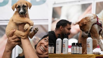 Bengaluru Dog: ಬೆಂಗಳೂರಿನಲ್ಲಿ 17 ರಕ್ಷಕರಿಂದ 40ಕ್ಕೂ ಹೆಚ್ಚು ದೇಶಿ ಶ್ವಾನಗಳ ರಕ್ಷಣೆ, ಪ್ರದರ್ಶನ, ಏನಿದರ ವಿಶೇಷ ?