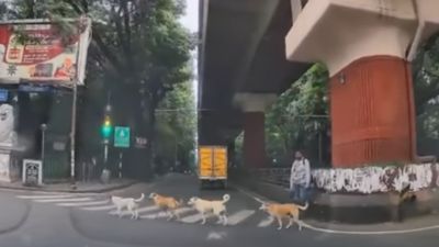Bengaluru: ಟ್ರಾಫಿಕ್ ರೂಲ್ಸ್ ಪಾಠ ಮಾಡಿದ ಬೀದಿ ನಾಯಿಗಳು; ಝೀಬ್ರಾ ಕ್ರಾಸಿಂಗ್ನಲ್ಲಿ ರಸ್ತೆ ದಾಟಿದ ಶ್ವಾನಗಳ Video Viral