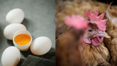 Chicken Price Hike: ಬೆಂಗಳೂರಲ್ಲಿ ದಿಢೀರ್ ಕೋಳಿ ಮಾಂಸ - ಮೊಟ್ಟೆ ಬೆಲೆ ಹೆಚ್ಚಳ, ಕಾರಣವೇನು ?
