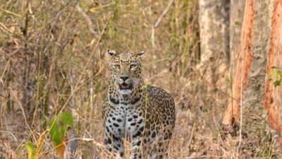 Leopard Spotted: ಬೆಂಗಳೂರಿನ ಜನತೆಗೆ ನಡುಕ ಹುಟ್ಟಿಸಿದ ಚಿರತೆ