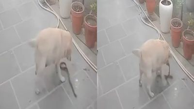 Viral Video: ಮಾಲೀಕನ ಜೀವ ಉಳಿಸಲು ವಿಷಕಾರಿ ಹಾವಿನೊಂದಿಗೆ ಹೋರಾಡಿ ಪ್ರಾಣಬಿಟ್ಟ ಜಿಮ್ಮಿ! ಕಣ್ಣೀರಾಗಿಸಿದ ಘಟನೆ