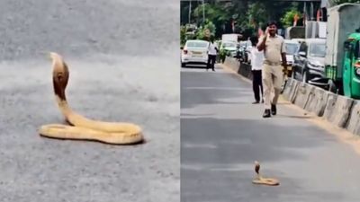 ಬೆಂಗಳೂರಿನ ಪ್ಯಾಲೇಸ್ ರೋಡ್‌ನಲ್ಲಿ ಹೆಡೆಬಿಚ್ಚಿ ನಿಂತ ನಾಗರಹಾವು; ಅರ್ಧಗಂಟೆ ಟ್ರಾಫಿಕ್ ಜಾಮ್ ಮಾಡಿದ ಕೋಬ್ರಾ
