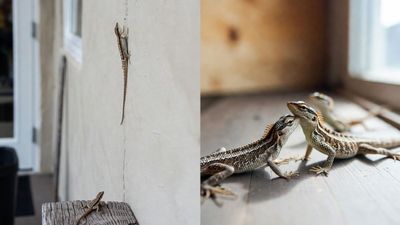 പല്ലികൾ വീട്ടിൽ മുട്ടയിട്ട് പെരുകുന്നത് നിങ്ങൾ അറിയുന്നുണ്ടോ? പല്ലിമുട്ട എങ്ങനെ കണ്ടുപിടിക്കാം?