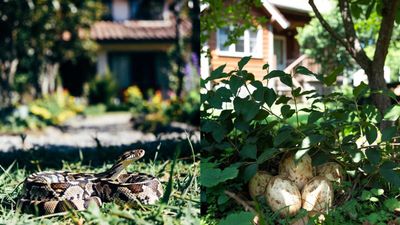 പറമ്പിൽ കാണുന്ന മുട്ടകൾ പാമ്പിന്റേത് ആയിരിക്കുമോ? എങ്ങനെ തിരിച്ചറിയാം? 
