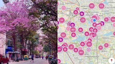 ബെംഗളൂരുവിലെ പിങ്ക് വസന്തം; നന്നായി വിരിഞ്ഞ് നിൽക്കുന്ന ലൊക്കേഷൻ അറിയണോ? ഇതാ ആപ്പ്