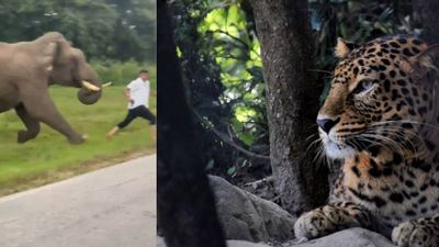 ആനയ്‌ക്കൊപ്പം 'സെല്‍ഫി'; വന്യജീവി ടൂറിസം തമാശയല്ല; കാട്ടില്‍ ഈ അപകടങ്ങള്‍ പതിയിരിപ്പുണ്ട്