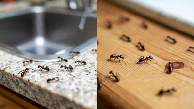 എന്തൊക്കെ ചെയ്തിട്ടും വീടിനുളളിലെ ഉറുമ്പ് ശല്യം തീരുന്നില്ലേ? ഈ 5 സ്പ്രേകൾ നിങ്ങളെ രക്ഷിക്കും